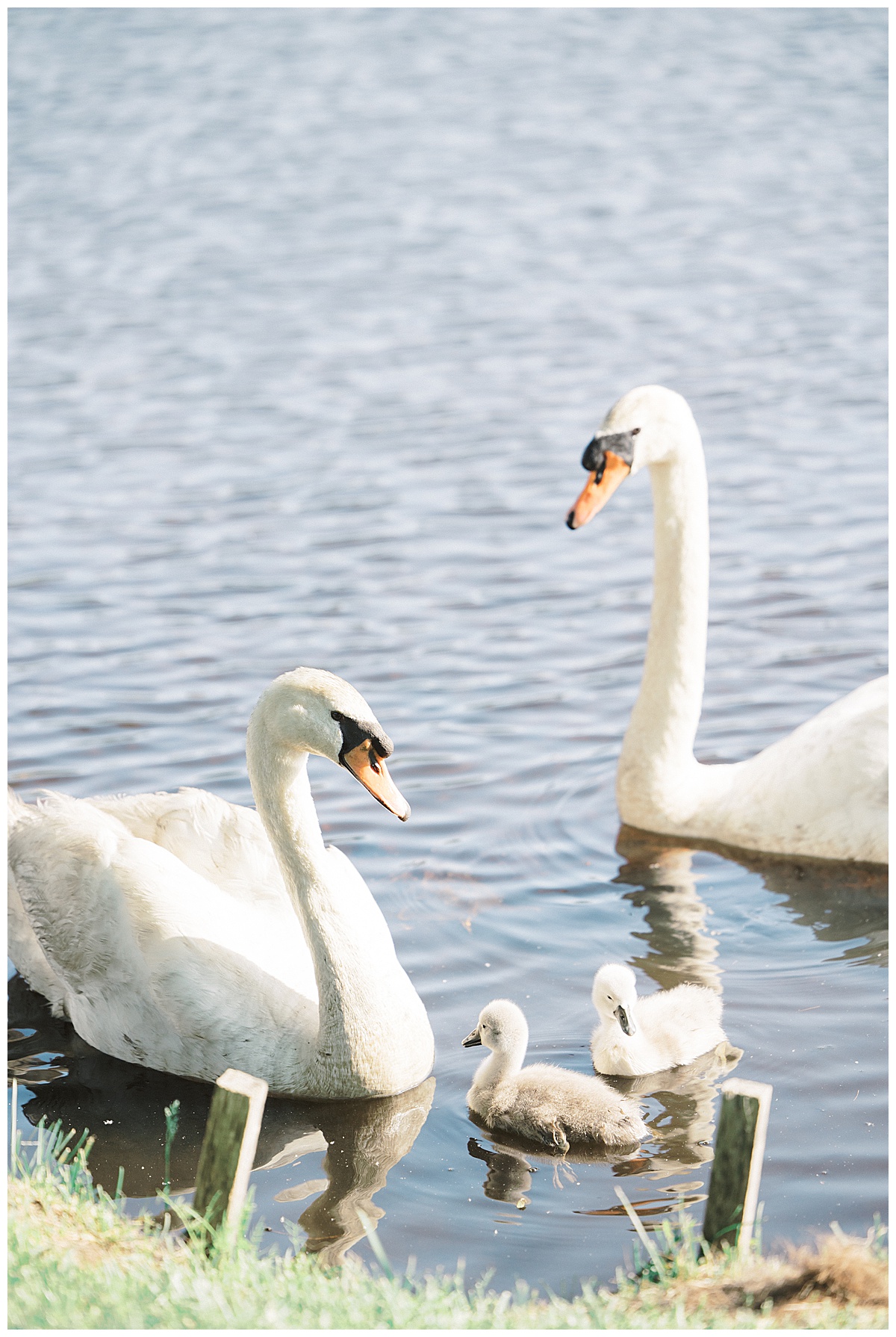 Swans with their babies at The Mill Lakeside Manor in Spring Lake, NJ. 